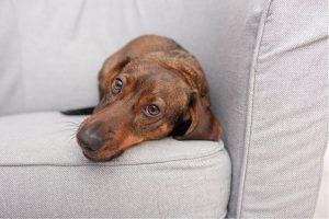 Raising the Bar: How Florida Pet Services Can Achieve and Maintain High Industry Standards