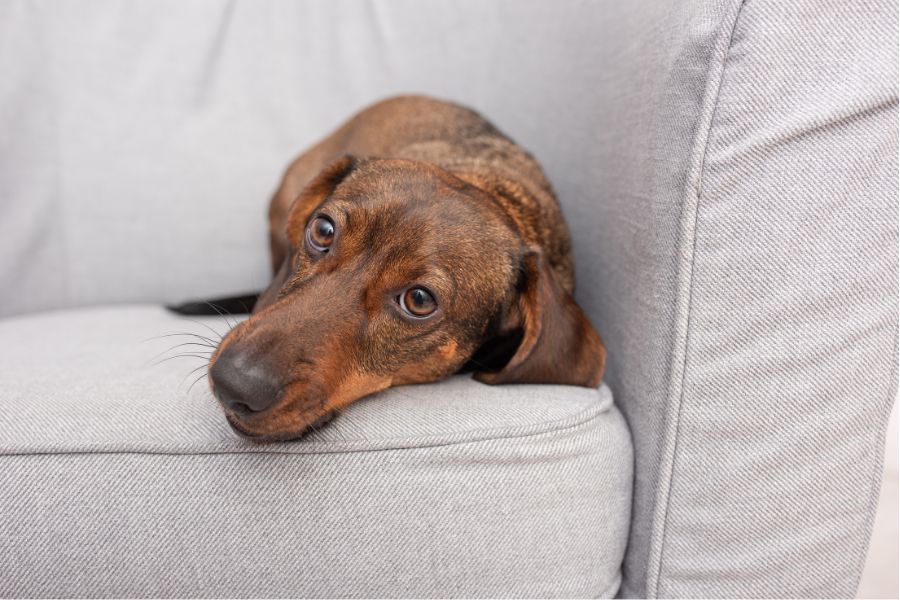 Raising the Bar: How Florida Pet Services Can Achieve and Maintain High Industry Standards